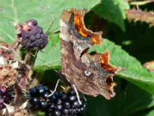 Comma 2016 - Peter Clarke